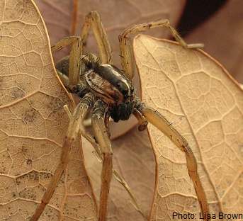 Wolf spider on brownish leaves